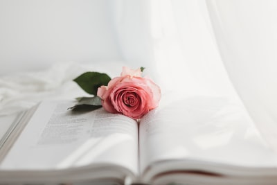 白书页面上的粉色玫瑰
